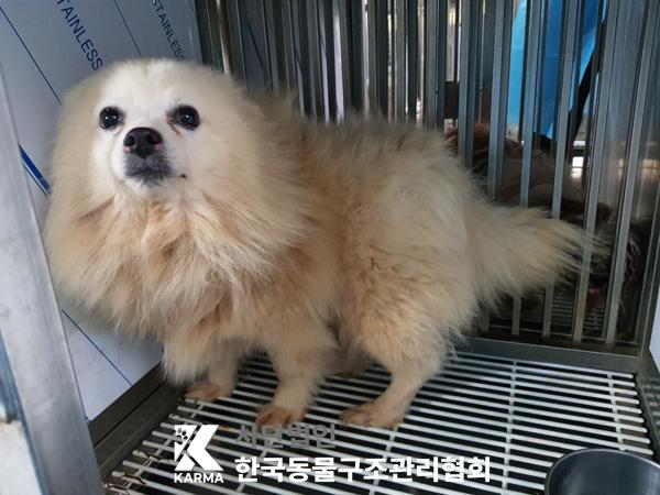 한국동물구조관리협회_441406202500243